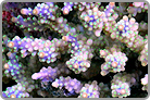 Love will be there for us and this colony! Fiji Collected